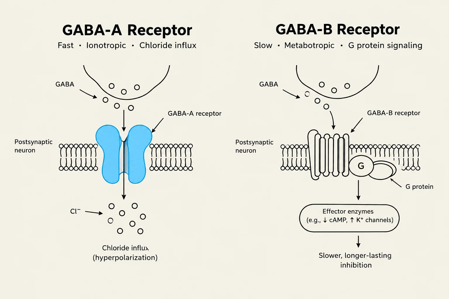 Diagrams illustrating the mechanisms of GABA-A and GABA-B receptors in synaptic signaling, showing chloride influx and G protein signaling respectively.
