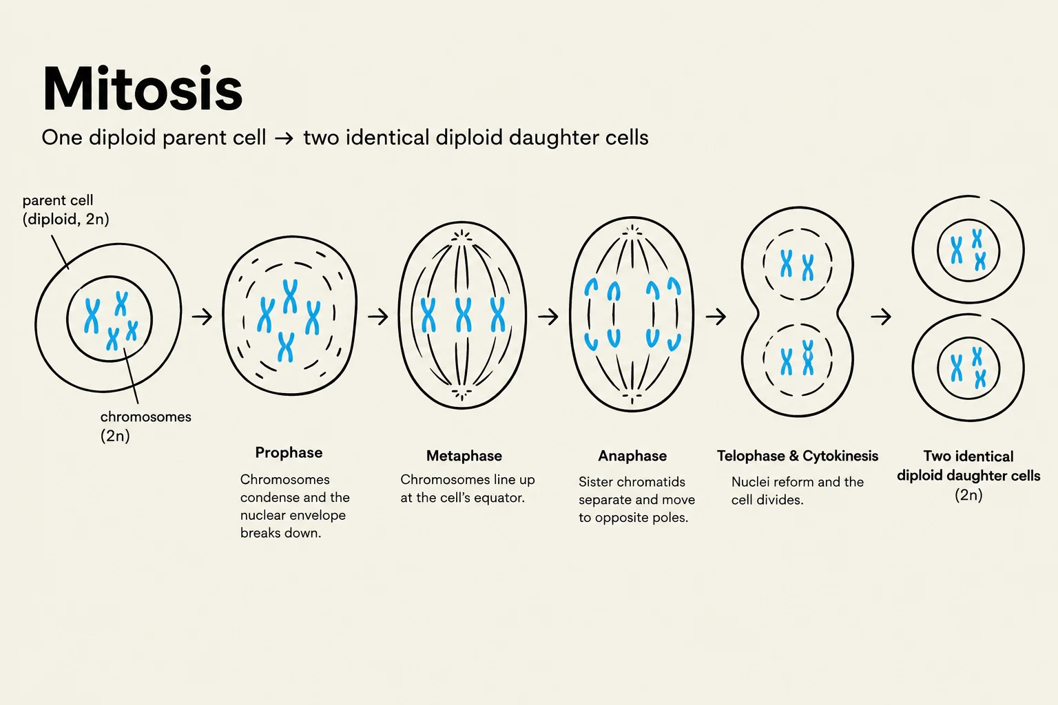 This diagram illustrates the stages of mitosis: Prophase, Metaphase, Anaphase, and Telophase & Cytokinesis, showing the process of one diploid parent cell dividing into two identical diploid daughter cells.