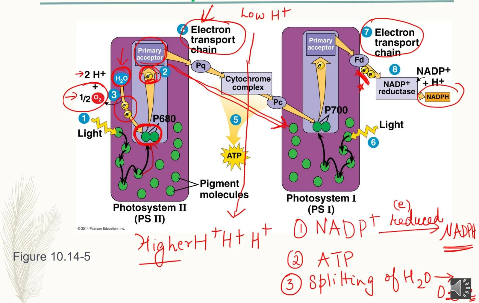 Diagram illustrating the light-dependent reactions of photosynthesis, showing Photosystem II and Photosystem I, electron transport chains, and the production of ATP and NADPH.