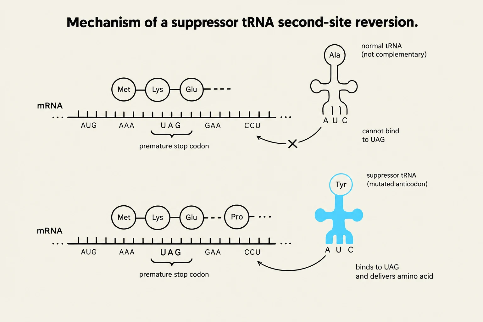 This diagram illustrates the mechanism of suppressor tRNA in overcoming a premature stop codon during protein synthesis. A normal tRNA cannot bind to the UAG stop codon, halting translation. However, a suppressor tRNA with a mutated anticodon can bind to UAG and deliver an amino acid, allowing translation to continue.