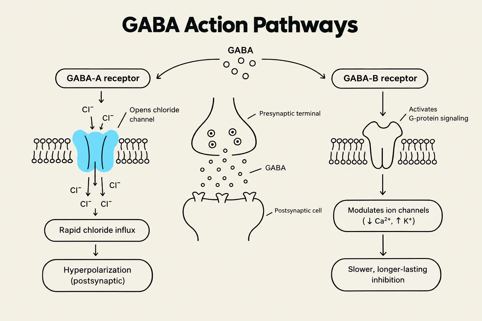 Diagram illustrating the different pathways of GABA action on GABA-A and GABA-B receptors, detailing the resulting ion channel modulation and postsynaptic effects.