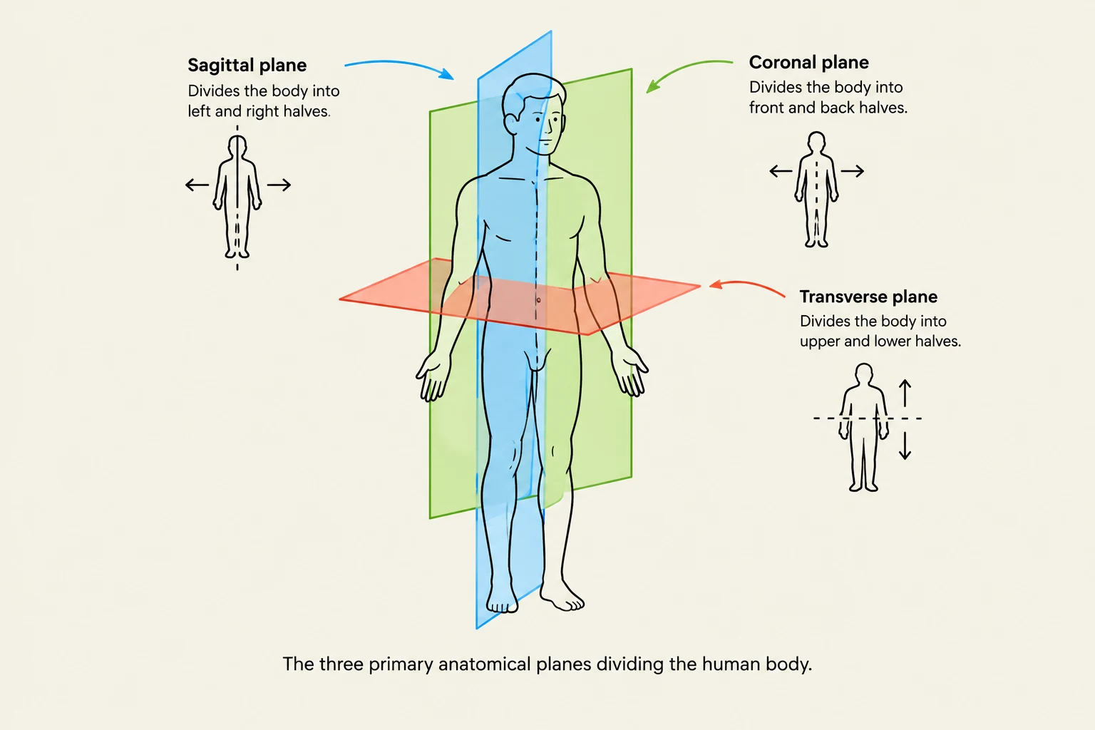 The three primary anatomical planes dividing the human body: sagittal, coronal, and transverse.