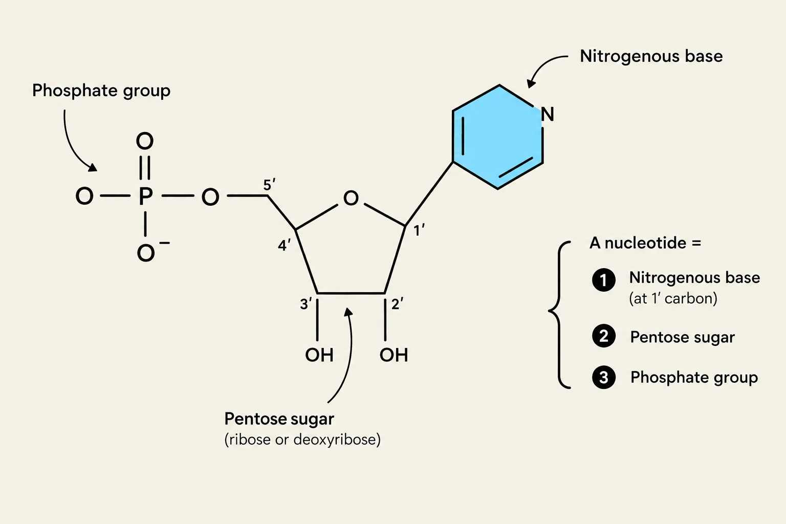 A diagram illustrating the chemical structure of a nucleotide, showing its three main components: a phosphate group, a pentose sugar (ribose or deoxyribose), and a nitrogenous base attached to the 1' carbon of the sugar.