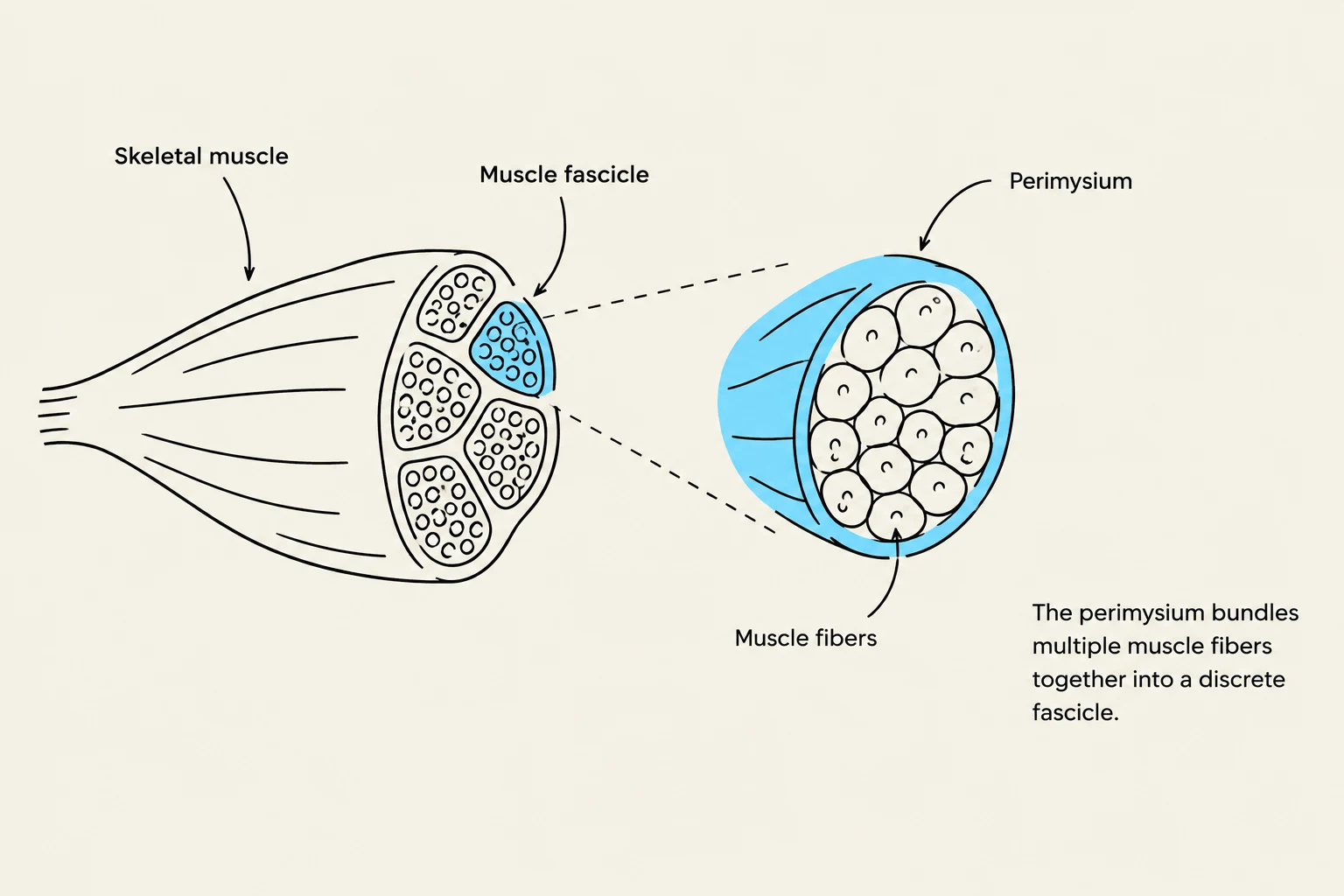 Diagram illustrating the structure of skeletal muscle, showing muscle fascicles bundled together by perimysium into discrete fascicles, which are composed of muscle fibers.