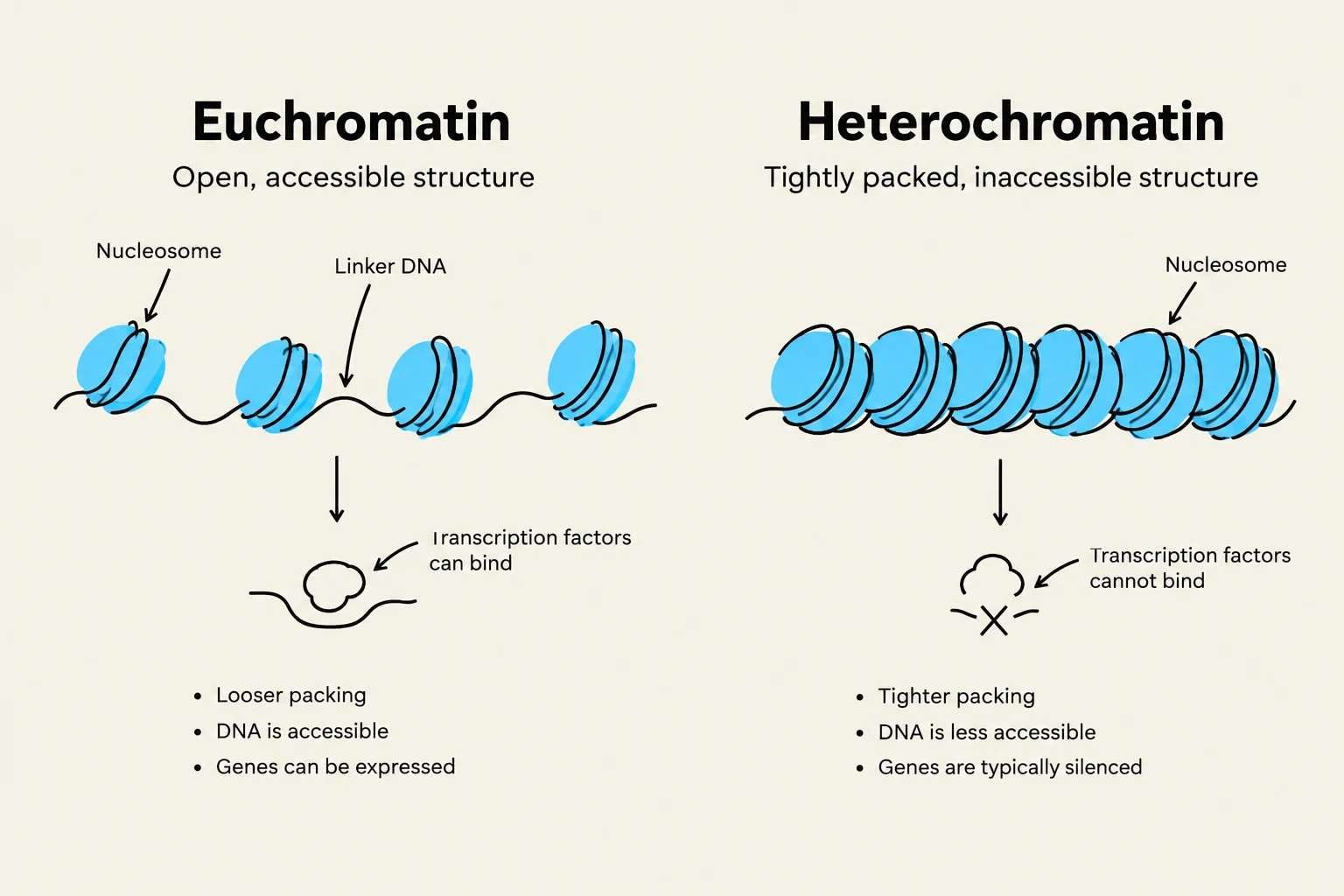 This diagram illustrates the structural differences between euchromatin and heterochromatin, highlighting how DNA packing affects gene accessibility and expression.