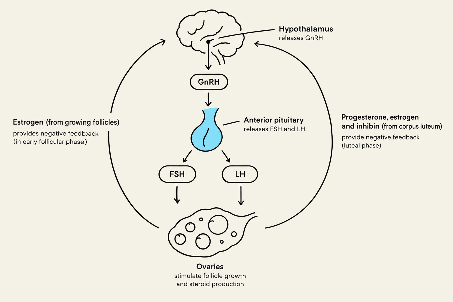 Diagram illustrating the hormonal regulation of the menstrual cycle, showing the roles of the hypothalamus, anterior pituitary, and ovaries.