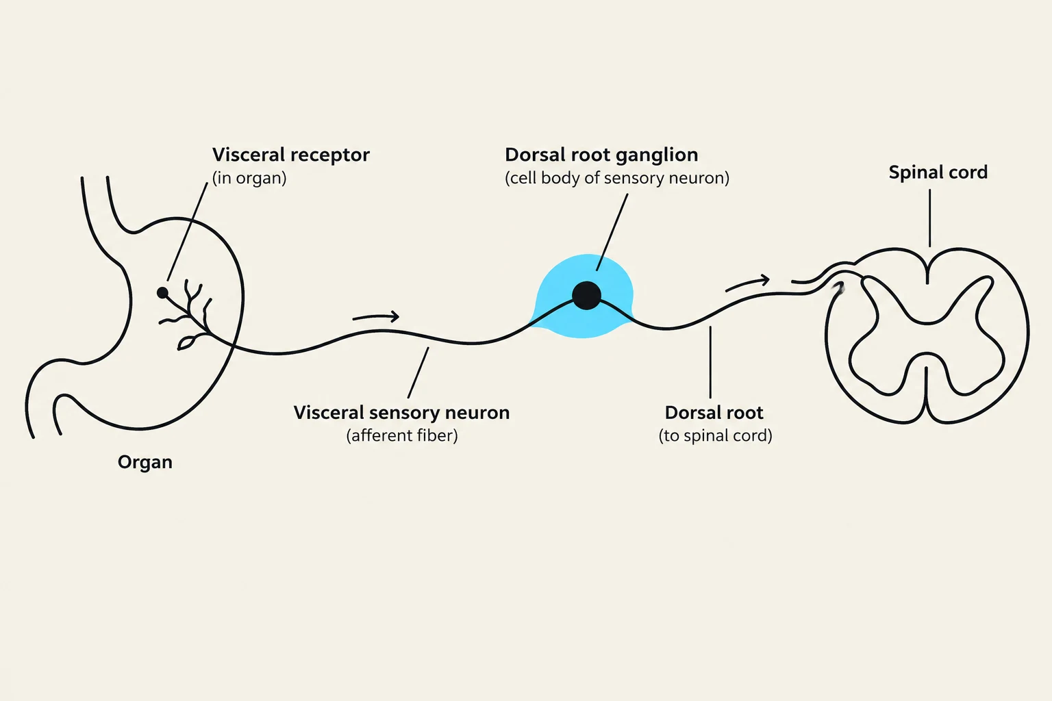 Diagram illustrating the pathway of a visceral sensory neuron from an organ to the spinal cord, including the visceral receptor and dorsal root ganglion.