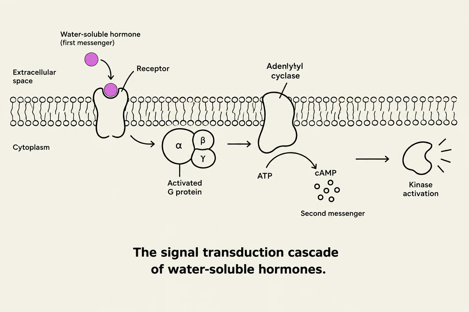 The signal transduction cascade of water-soluble hormones.