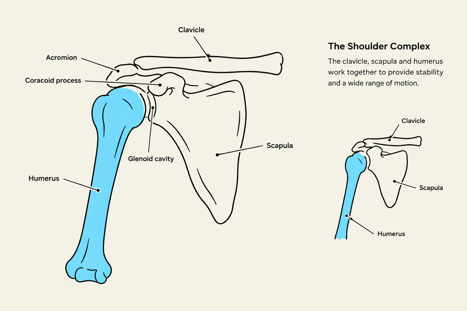 An illustration of the shoulder complex, showing the clavicle, scapula, and humerus, and their roles in stability and motion.