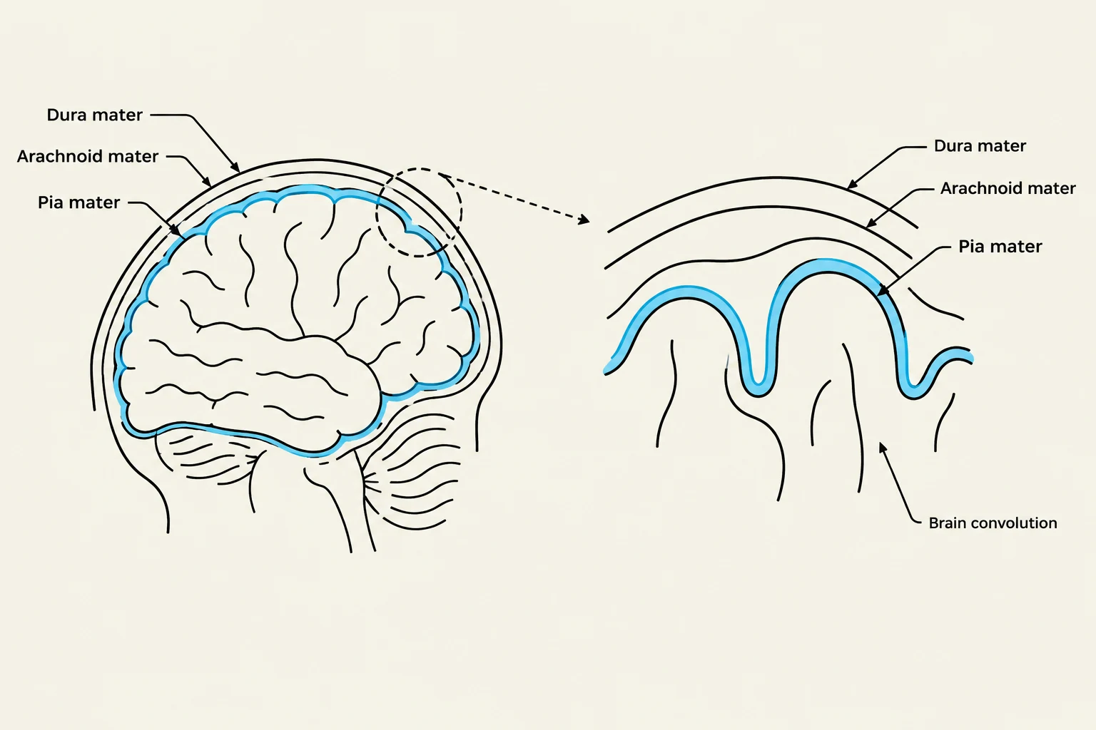 Diagram illustrating the layers of the meninges (dura mater, arachnoid mater, and pia mater) surrounding the brain, with a magnified view showing brain convolutions.