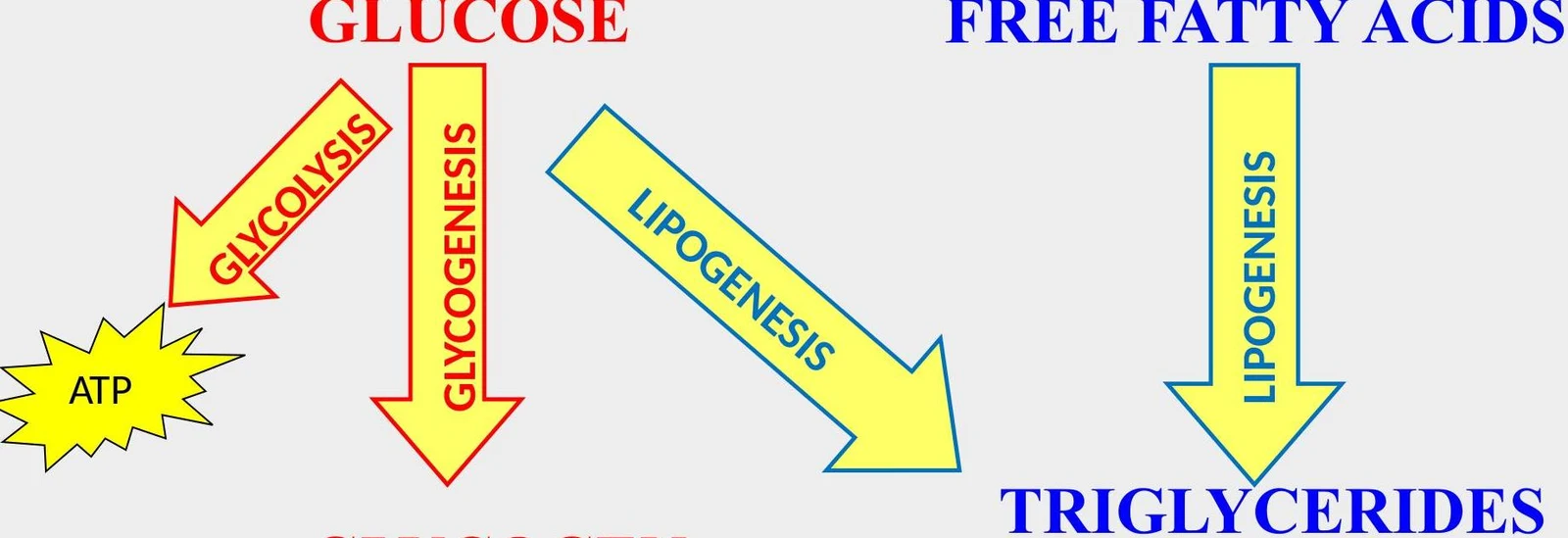 Diagram illustrating the metabolic pathways of glucose and free fatty acids leading to ATP and triglycerides.