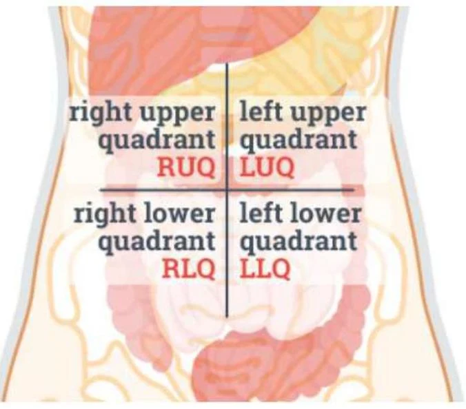 Diagram illustrating the four abdominal quadrants: right upper (RUQ), left upper (LUQ), right lower (RLQ), and left lower (LLQ).