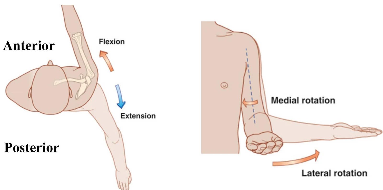 Diagrams illustrating flexion, extension, medial rotation, and lateral rotation of the arm.