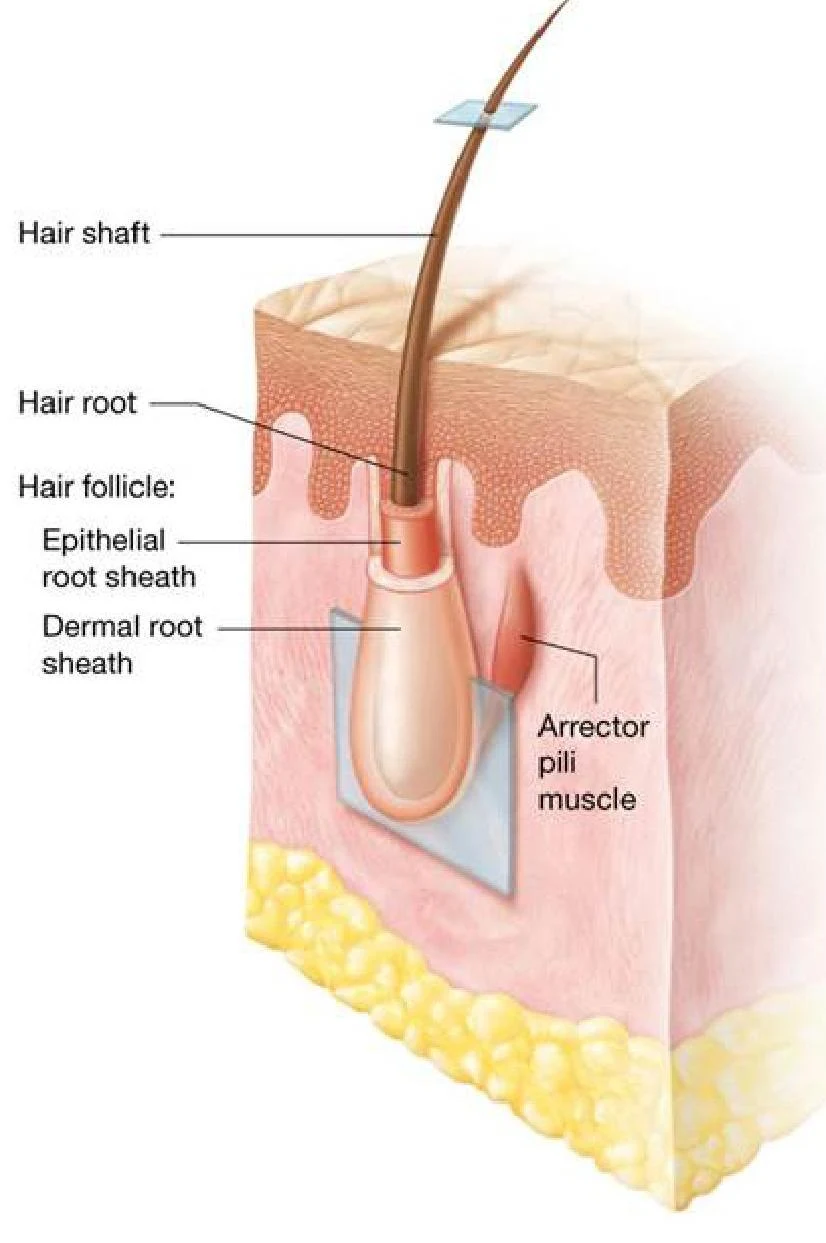 Diagram illustrating the structure of a hair follicle, including the hair shaft, hair root, epithelial root sheath, dermal root sheath, and arrector pili muscle.