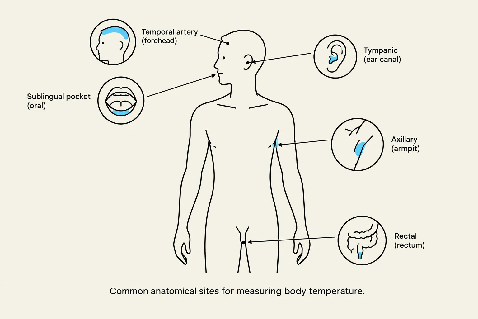 Common anatomical sites for measuring body temperature.