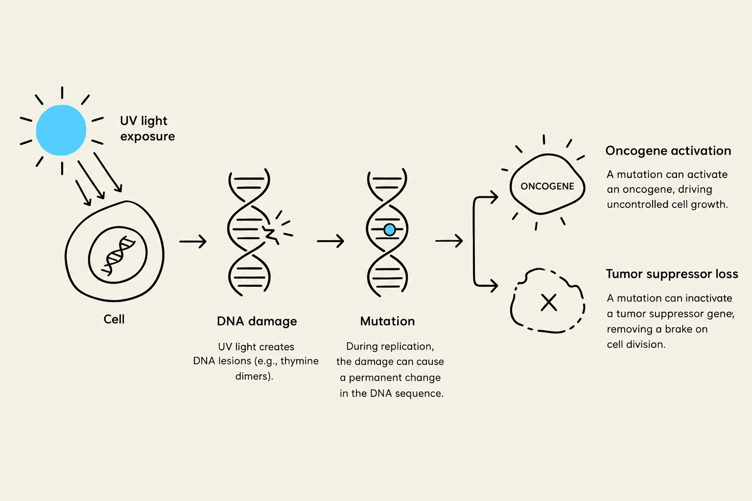 This diagram illustrates how UV light exposure can lead to DNA damage, mutations, and potentially oncogene activation or tumor suppressor gene loss, contributing to uncontrolled cell growth.