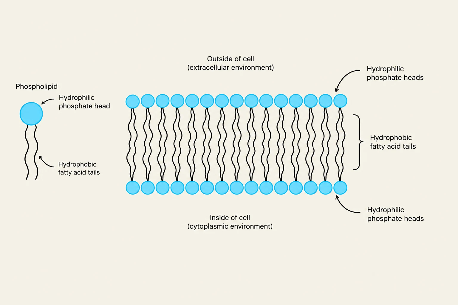 Diagram illustrating the structure of a phospholipid bilayer, showing hydrophilic phosphate heads facing the extracellular and cytoplasmic environments, and hydrophobic fatty acid tails facing inward.