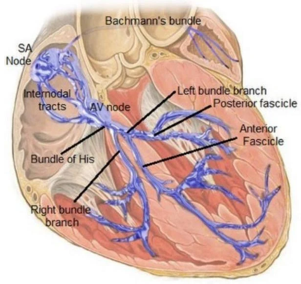 Diagram of the cardiac conduction system, showing the SA node, AV node, Bundle of His, and bundle branches.