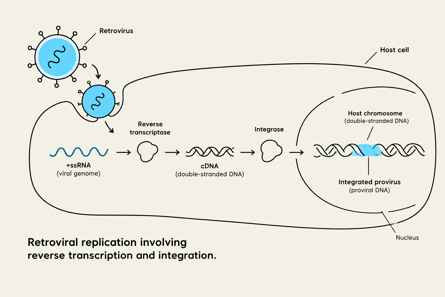 Diagram illustrating the process of retroviral replication, including reverse transcription and integration into the host cell's DNA.