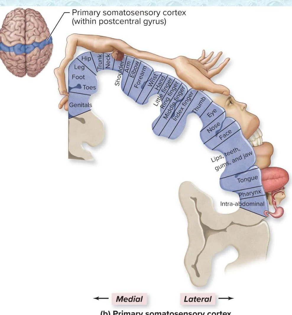 The primary somatosensory cortex, located within the postcentral gyrus, is organized somatotopically, meaning that different areas of the body are represented in specific regions of the cortex. This diagram illustrates the sensory homunculus, showing the relative size of the cortical areas devoted to processing sensory information from various body parts.