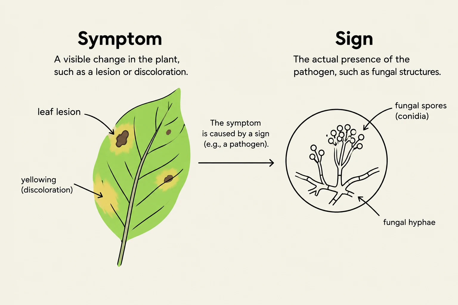 This diagram illustrates the difference between a symptom, which is a visible change in a plant like discoloration, and a sign, which is the actual presence of a pathogen such as fungal spores and hyphae.