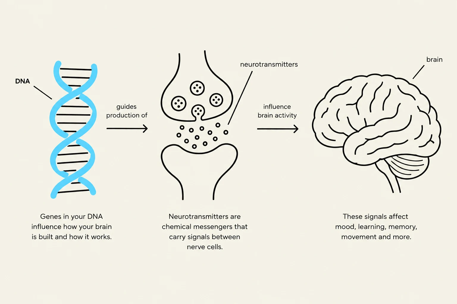 This diagram illustrates the relationship between DNA, neurotransmitters, and brain activity, explaining how genes influence brain structure and function, and how neurotransmitters facilitate nerve cell communication, impacting mood, learning, and memory.