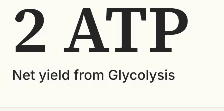 The net yield of ATP from glycolysis is 2.