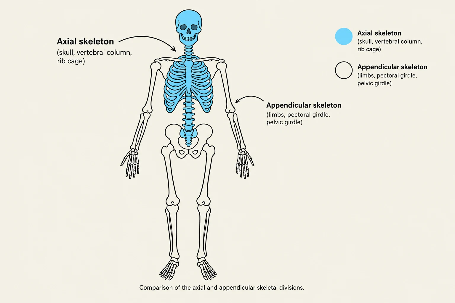 Comparison of the axial and appendicular skeletal divisions.