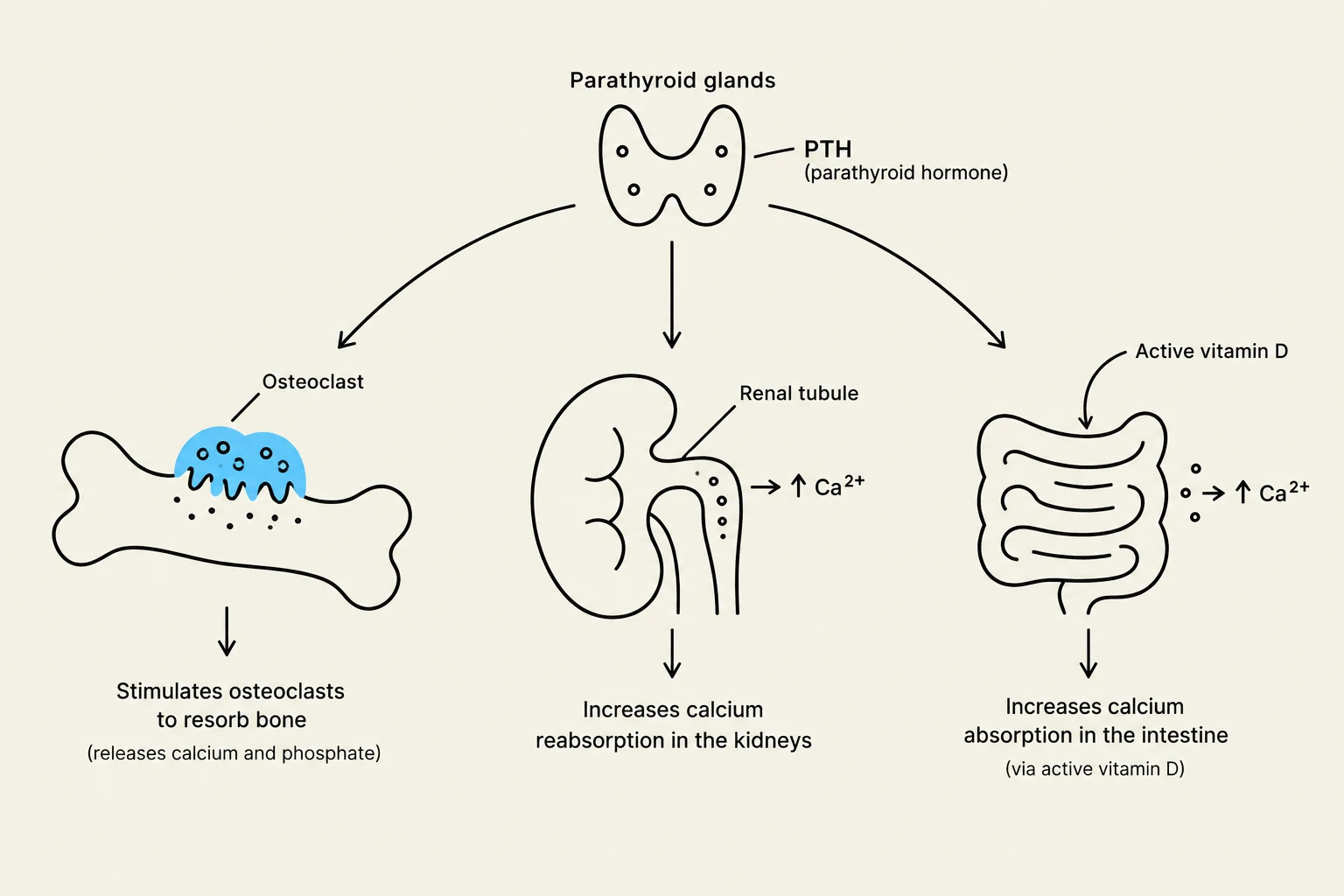 This diagram illustrates the role of parathyroid hormone (PTH) in regulating calcium levels in the body. PTH, produced by the parathyroid glands, stimulates osteoclasts to resorb bone, increasing calcium and phosphate release. It also promotes calcium reabsorption in the renal tubules and, indirectly via active vitamin D, enhances calcium absorption in the intestine.