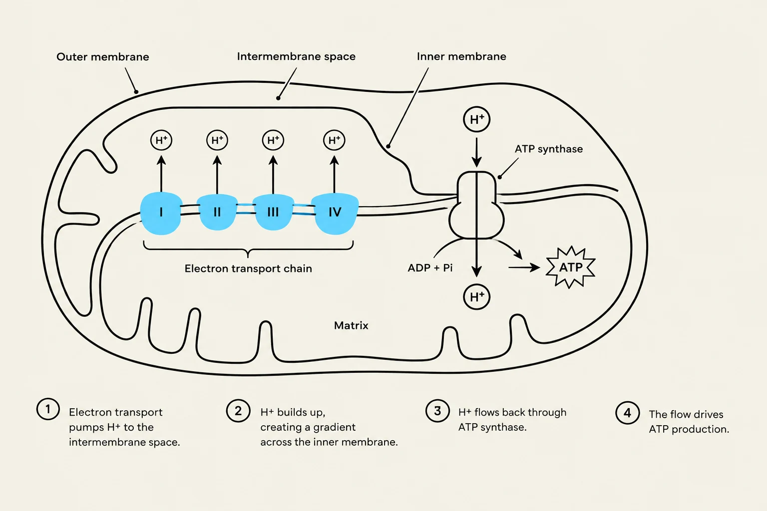 Diagram illustrating the process of ATP production in the mitochondria, showing the electron transport chain and ATP synthase.