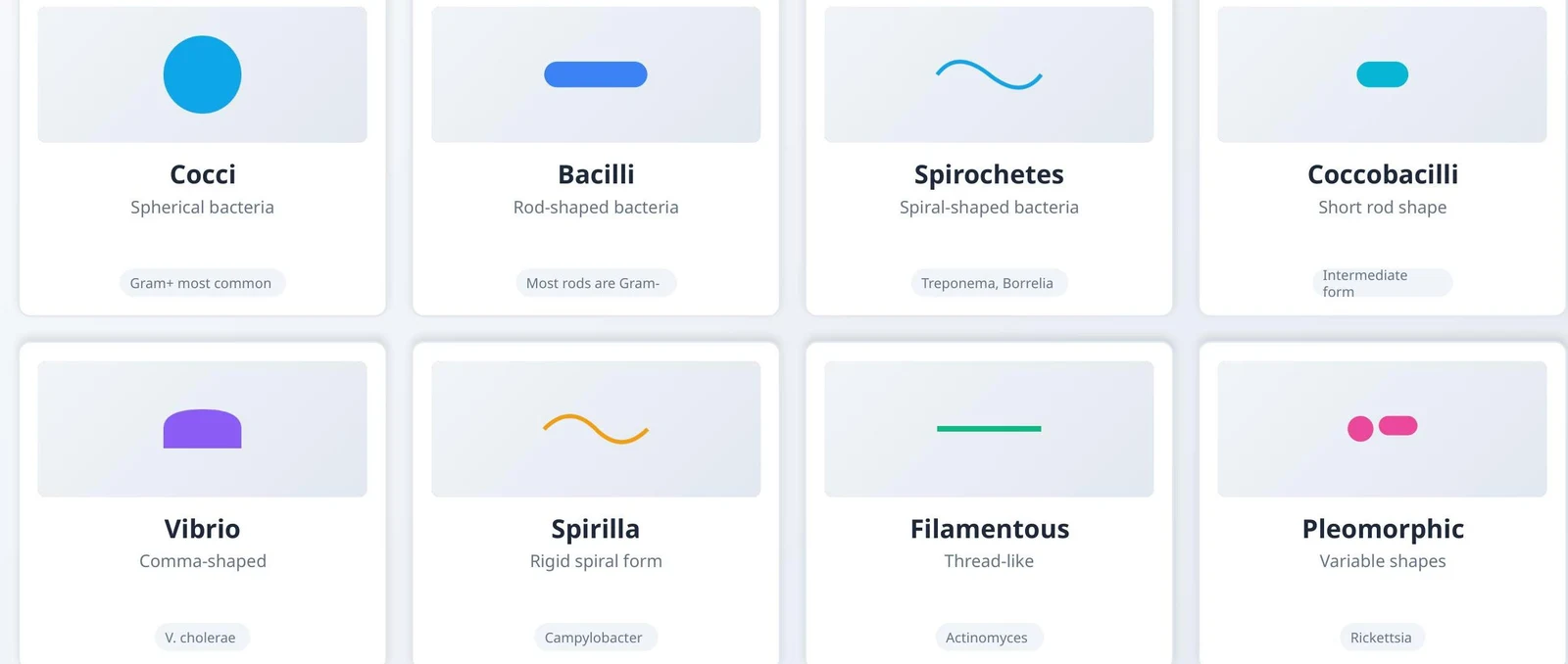 This illustration displays various bacterial shapes including Cocci (spherical), Bacilli (rod-shaped), Spirochetes (spiral-shaped), Coccobacilli (short rod shape), Vibrio (comma-shaped), Spirilla (rigid spiral form), Filamentous (thread-like), and Pleomorphic (variable shapes).