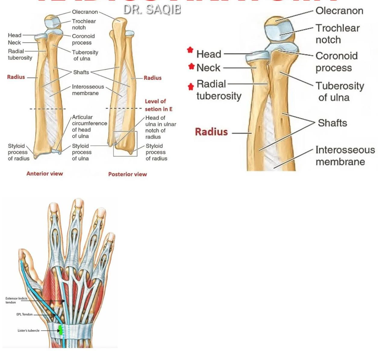 Anatomical illustration of the human radius and ulna bones, showing anterior and posterior views, along with a detailed view of the tendons and structures in the hand.