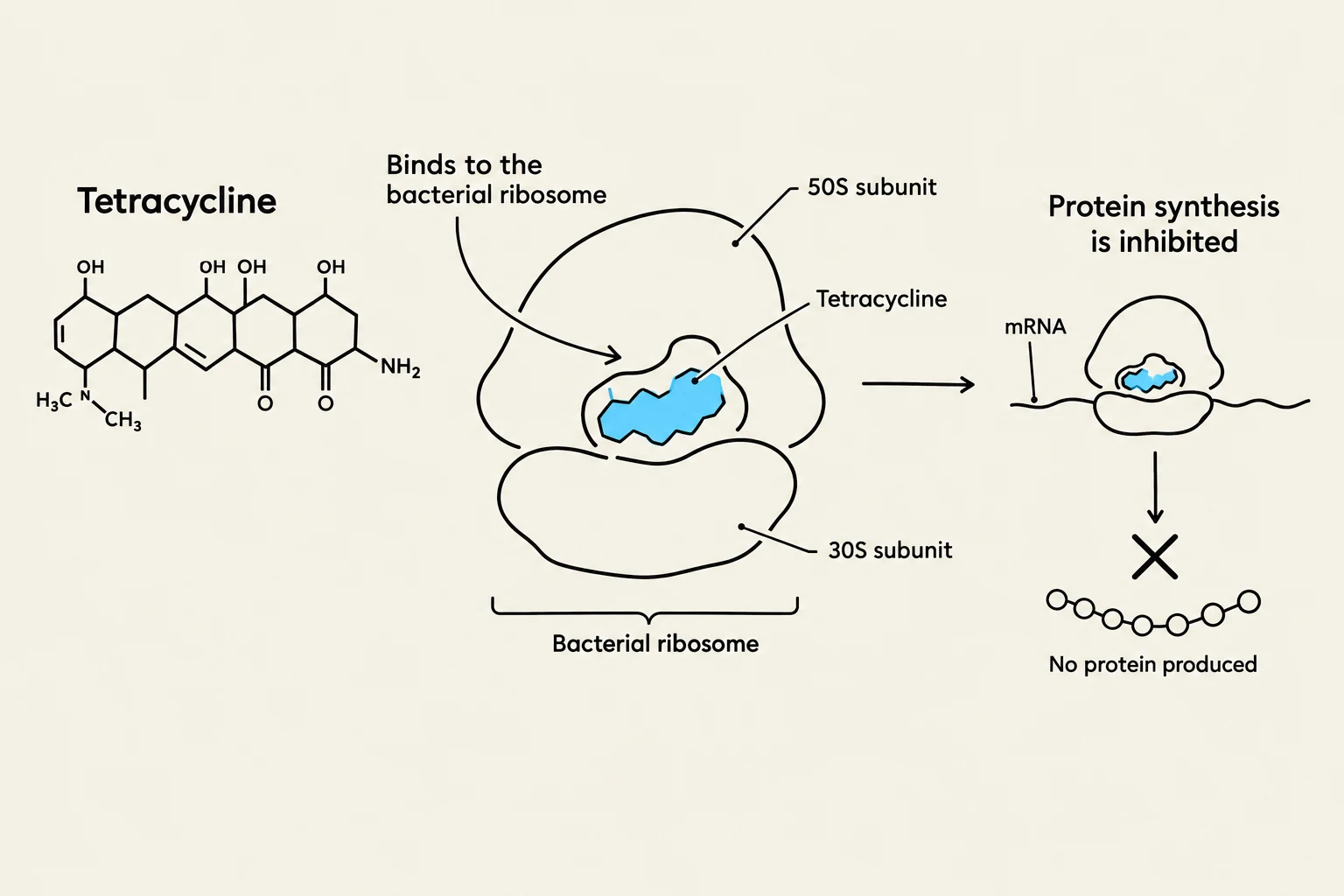 Diagram illustrating how tetracycline inhibits protein synthesis by binding to the bacterial ribosome, preventing the production of proteins.