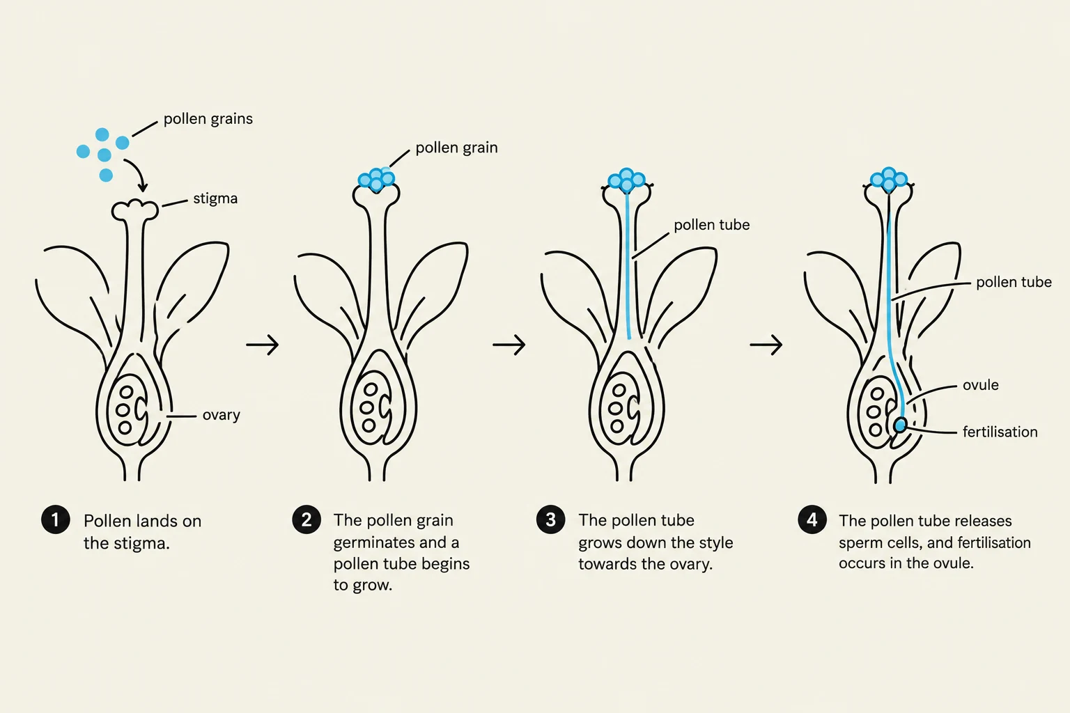 Diagram illustrating the process of pollination and fertilization in a flower, showing pollen landing on the stigma, germination, pollen tube growth, and fertilization within the ovule.