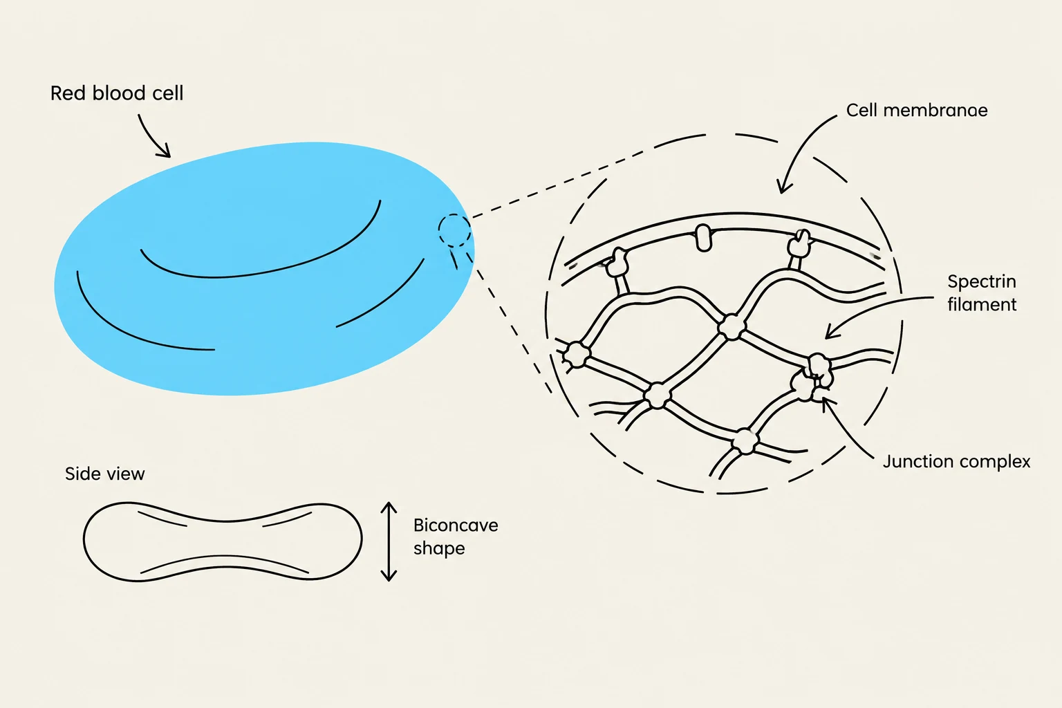 Diagram illustrating the structure of a red blood cell, including its biconcave shape and a magnified view of its cell membrane with spectrin filaments and junction complexes.
