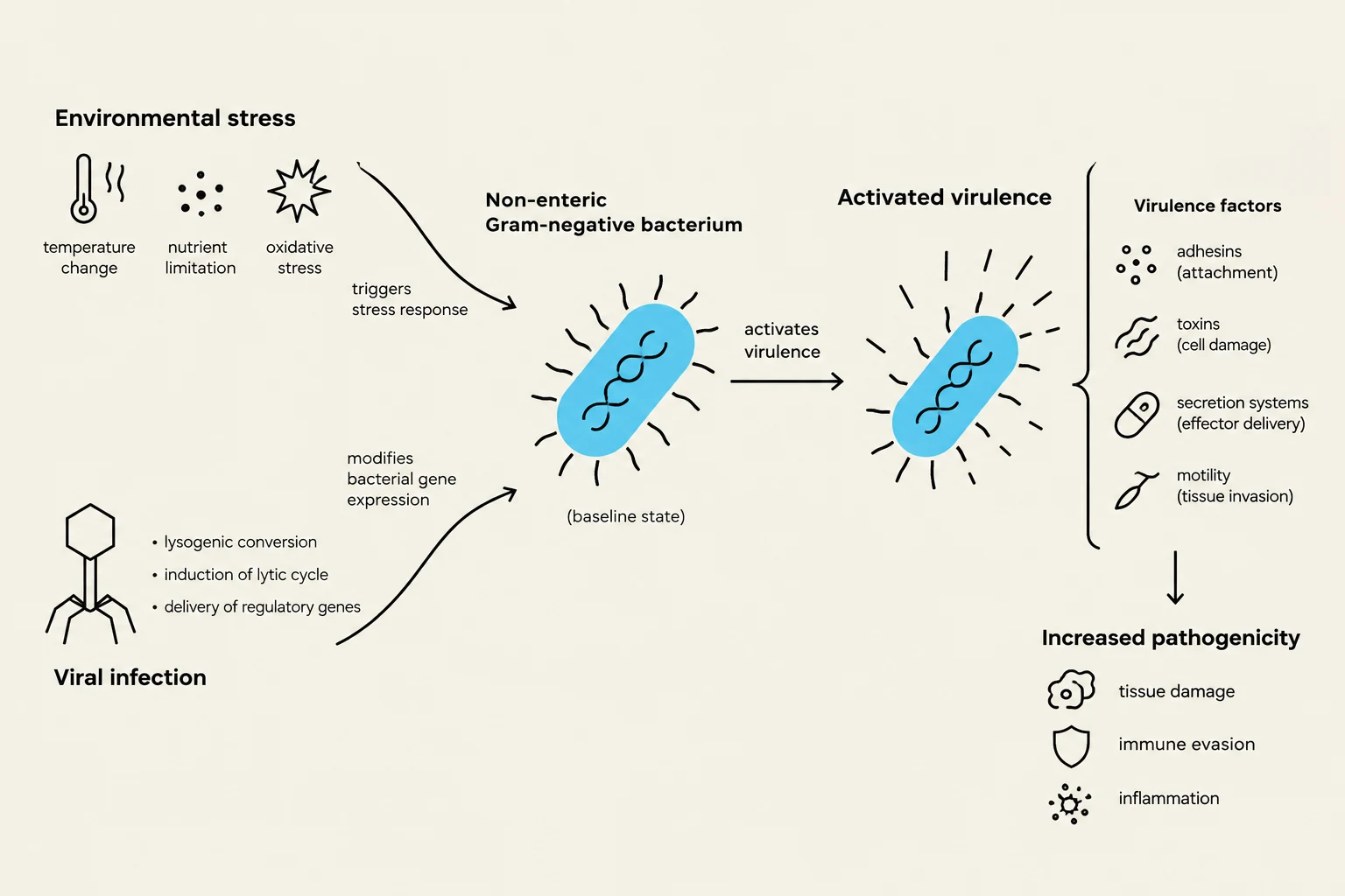 Diagram illustrating how environmental stress and viral infection can activate virulence factors in a non-enteric Gram-negative bacterium, leading to increased pathogenicity through mechanisms like tissue damage, immune evasion, and inflammation.
