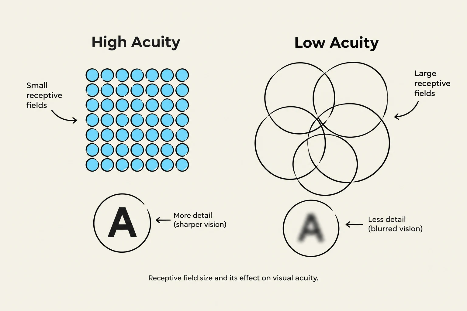 Receptive field size and its effect on visual acuity.