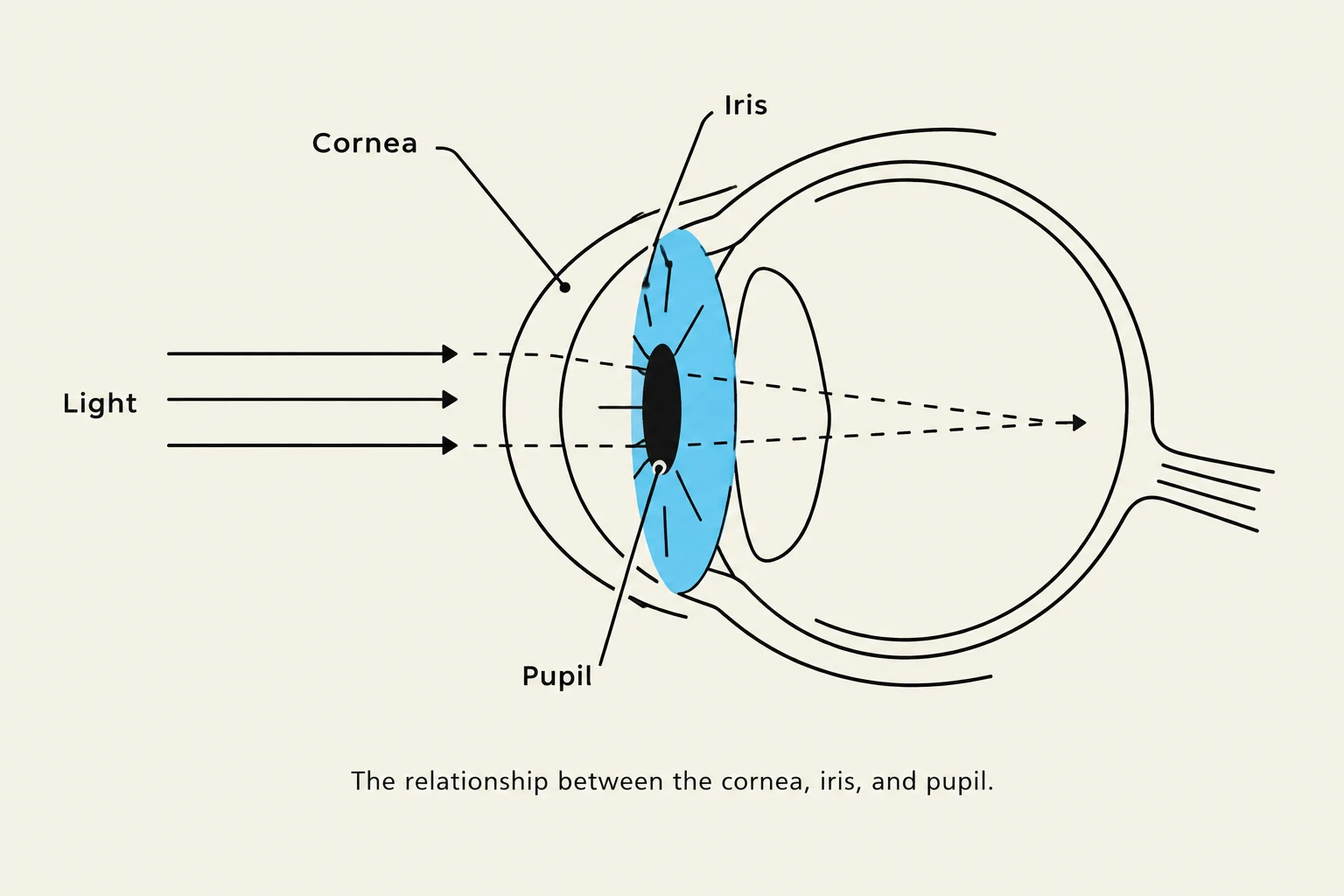 Diagram illustrating the path of light through the cornea, iris, and pupil of the eye.