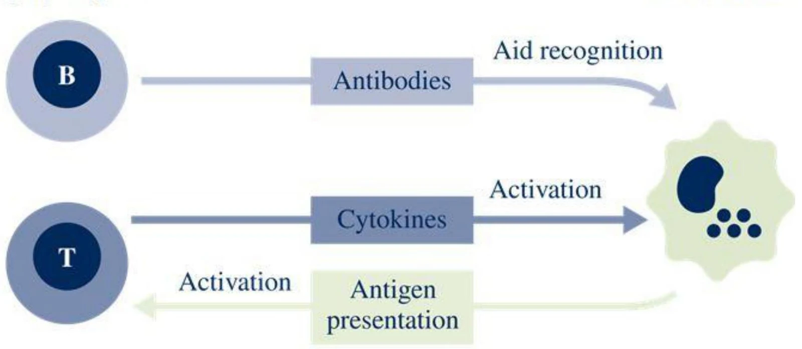 This diagram illustrates the interaction between B cells and T cells in the immune system. B cells produce antibodies that aid recognition, while T cells release cytokines that activate other immune cells and present antigens.