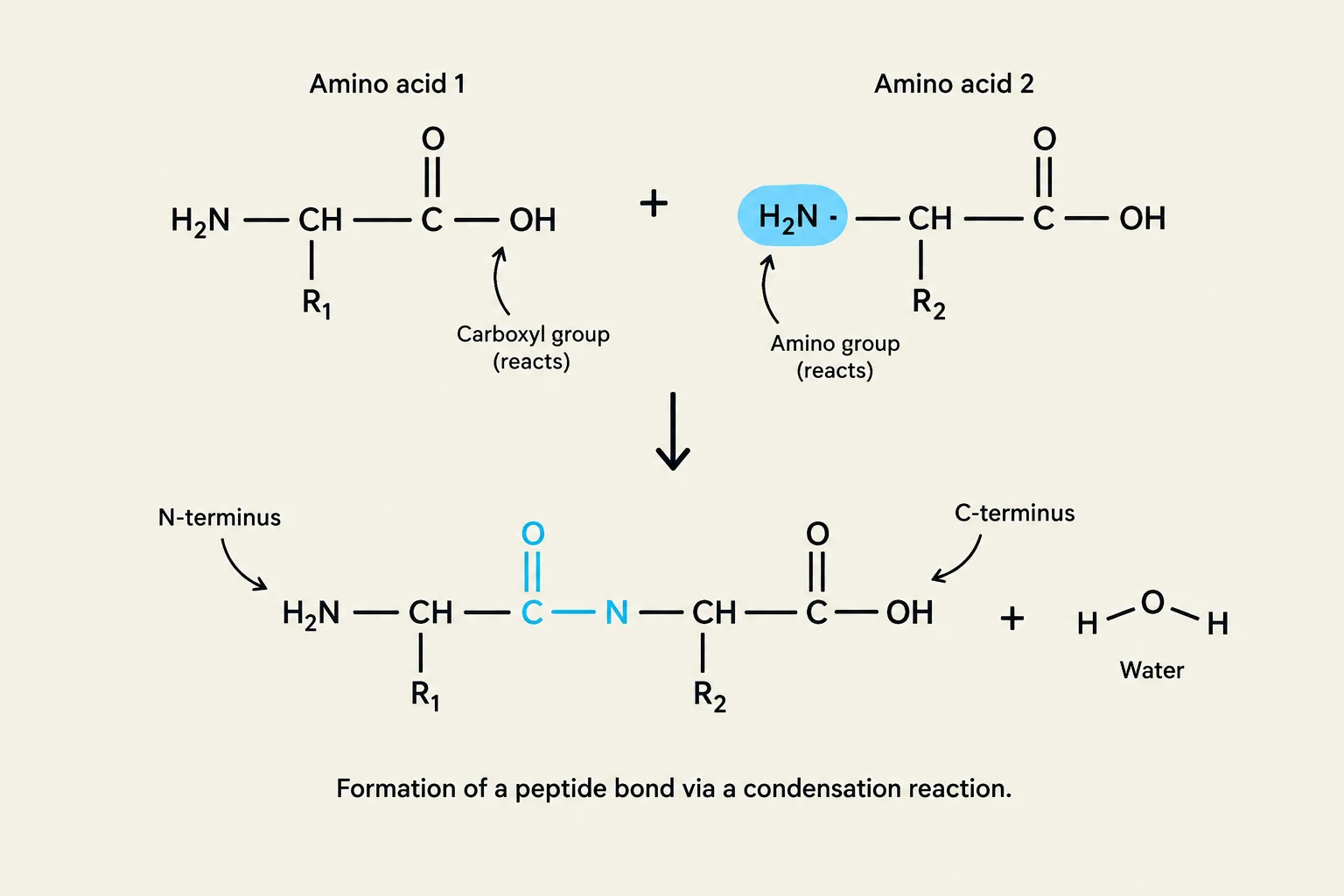 This diagram illustrates the formation of a peptide bond between two amino acids through a condensation reaction, resulting in a dipeptide and a water molecule.