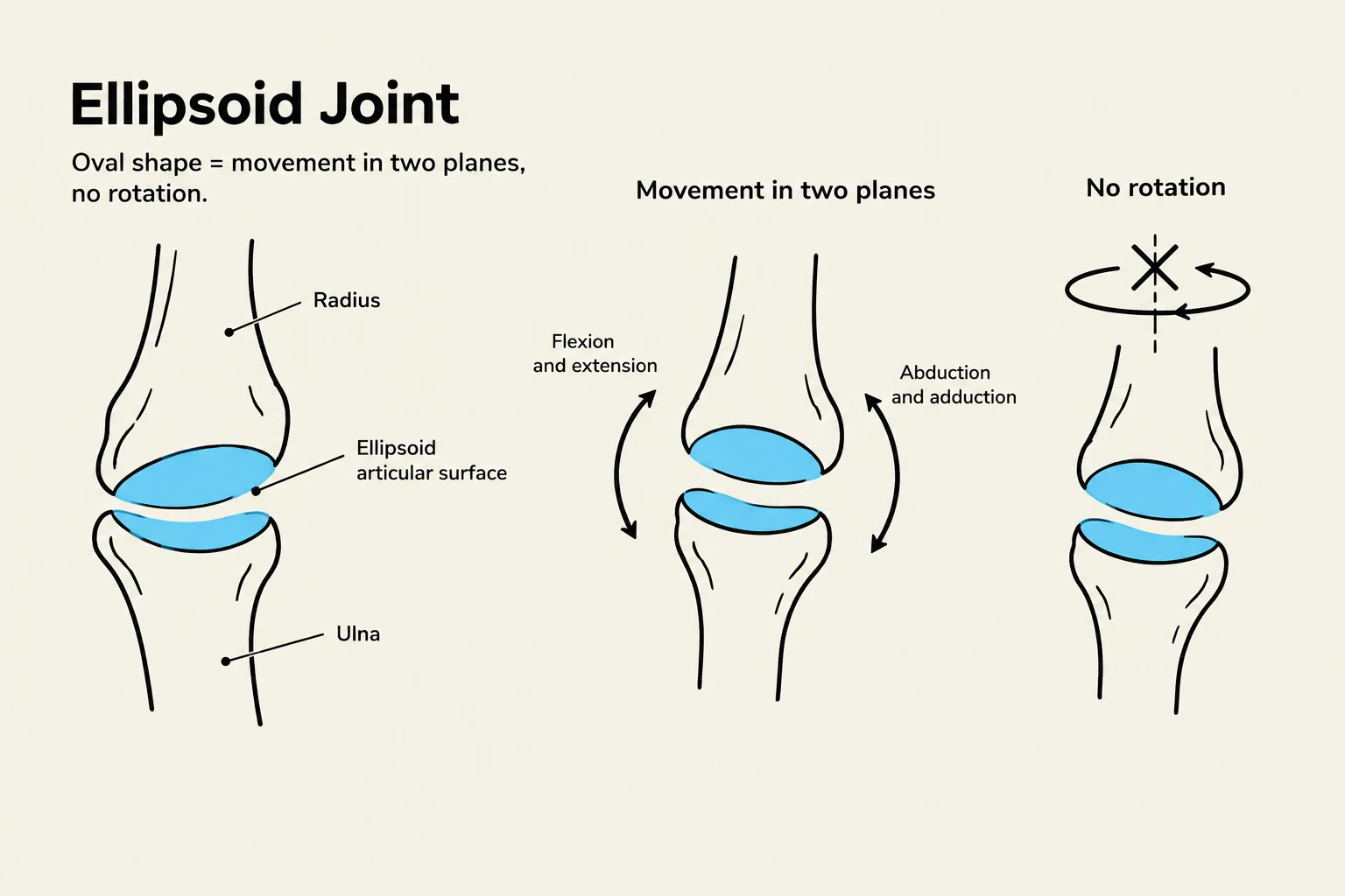 Diagram illustrating the structure and movement of an ellipsoid joint, showing flexion, extension, abduction, and adduction, but no rotation.