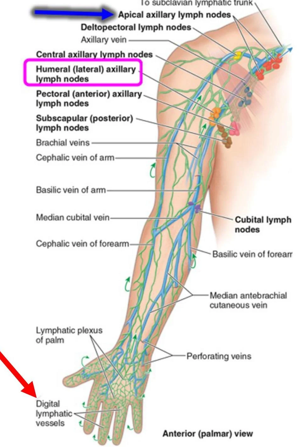 An illustration of the lymphatic system in the human arm, detailing various lymph nodes and vessels.