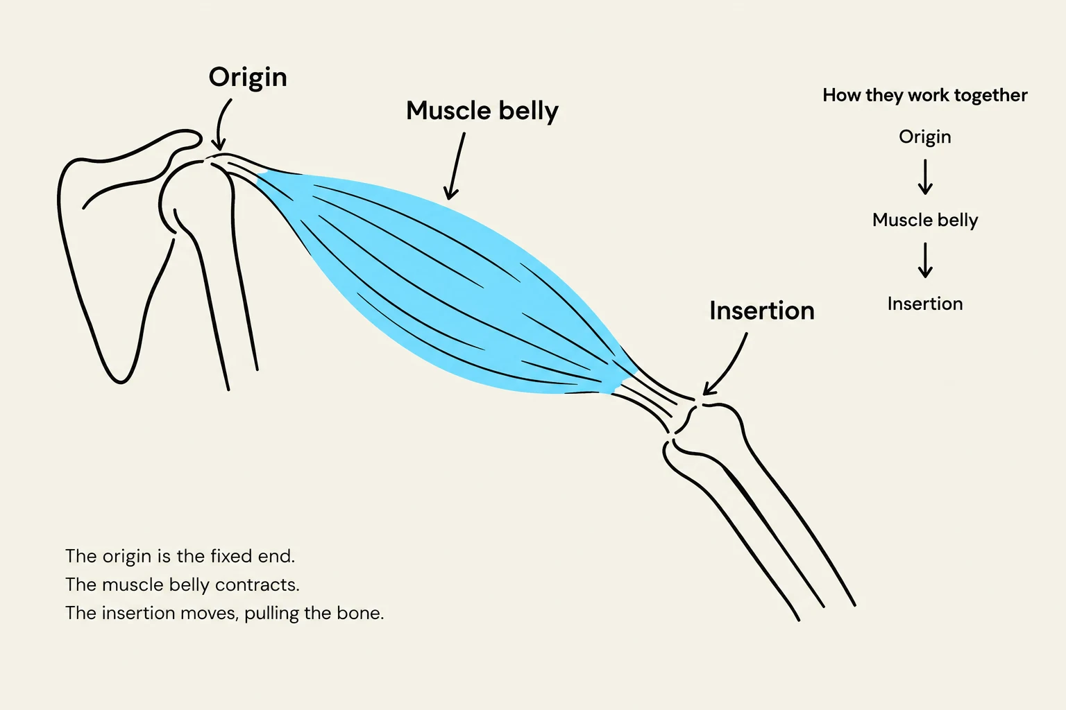 This diagram illustrates the origin, muscle belly, and insertion of a muscle, explaining how muscle contraction leads to bone movement.