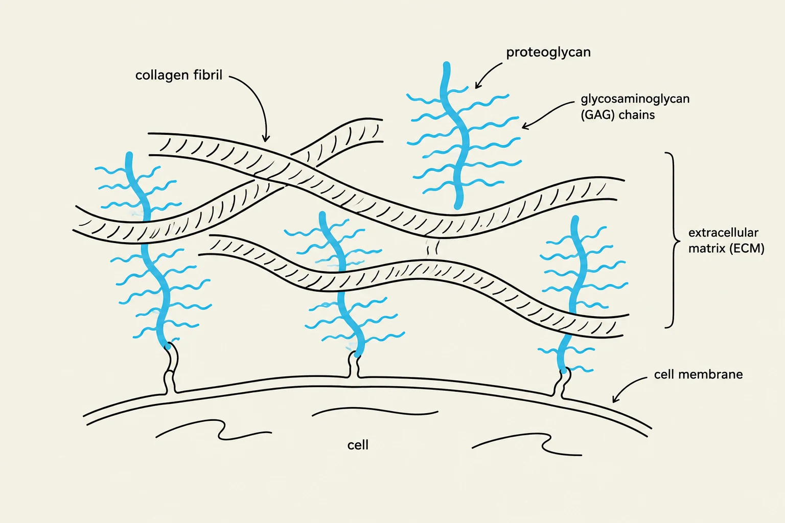 Diagram illustrating the extracellular matrix (ECM) composed of collagen fibrils and proteoglycans, interacting with a cell membrane.