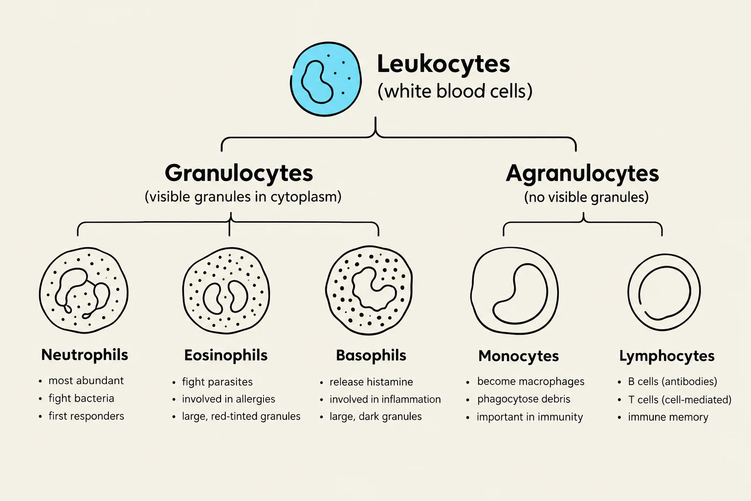 This diagram illustrates the two main types of leukocytes (white blood cells): granulocytes and agranulocytes. Granulocytes are further classified into neutrophils, eosinophils, and basophils, each with distinct roles in the immune system. Agranulocytes include monocytes and lymphocytes, which are also crucial for immunity.
