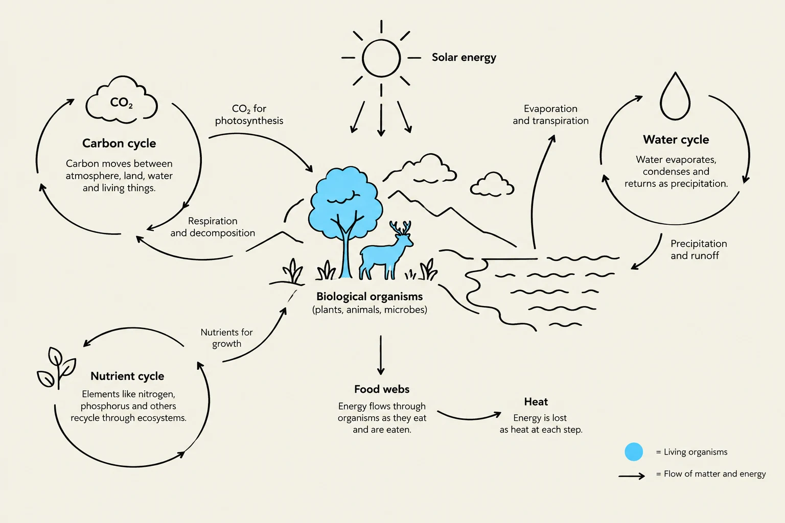 This diagram illustrates the interconnectedness of the carbon cycle, water cycle, nutrient cycle, and food webs within an ecosystem, highlighting the flow of energy and matter driven by solar energy.