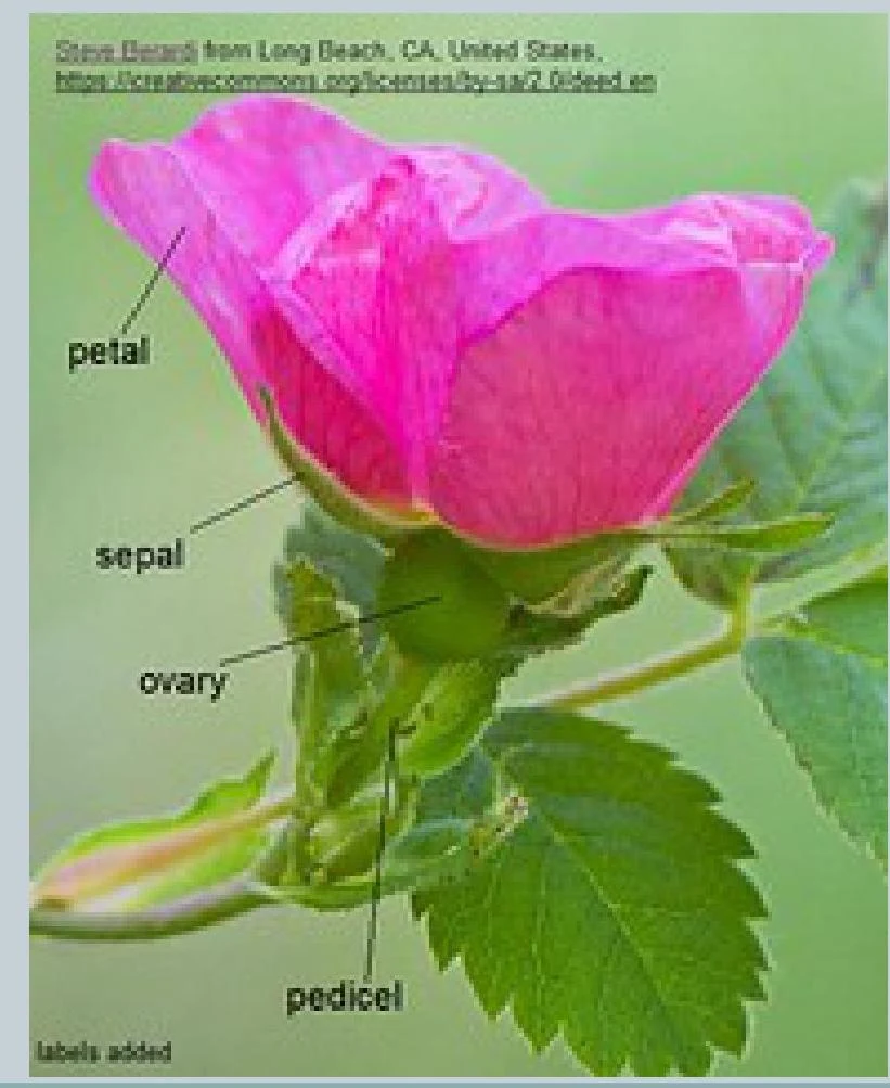 Diagram of a flower showing the petal, sepal, ovary, and pedicel.