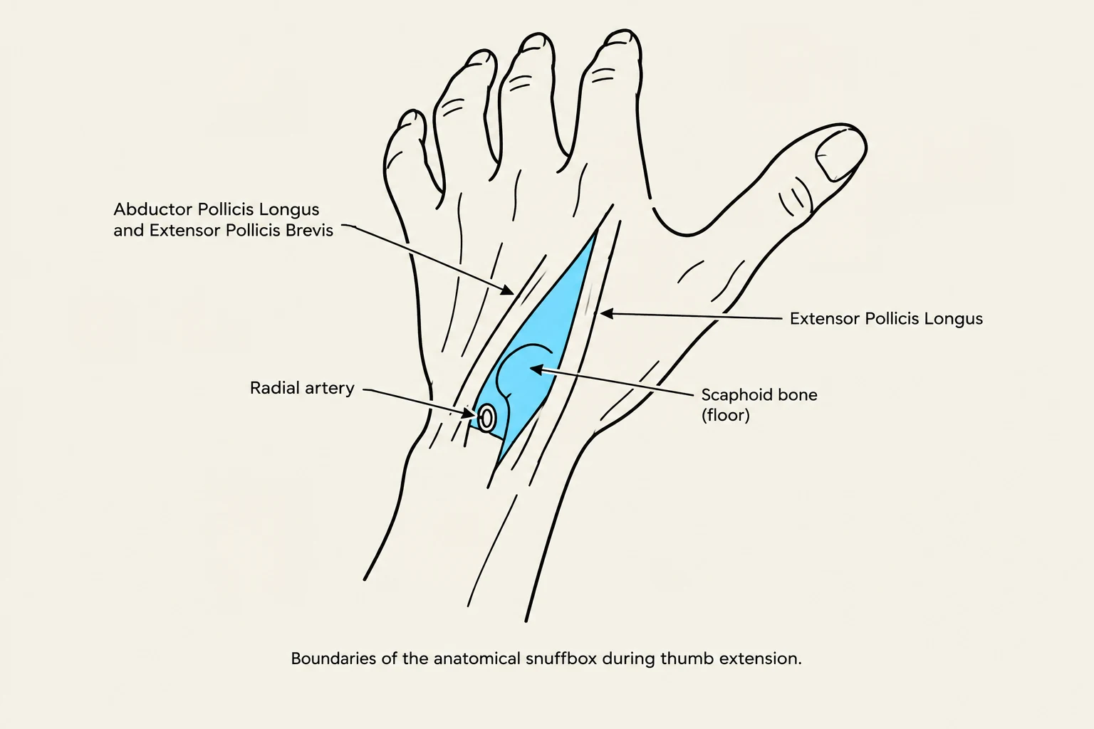 Boundaries of the anatomical snuffbox during thumb extension.