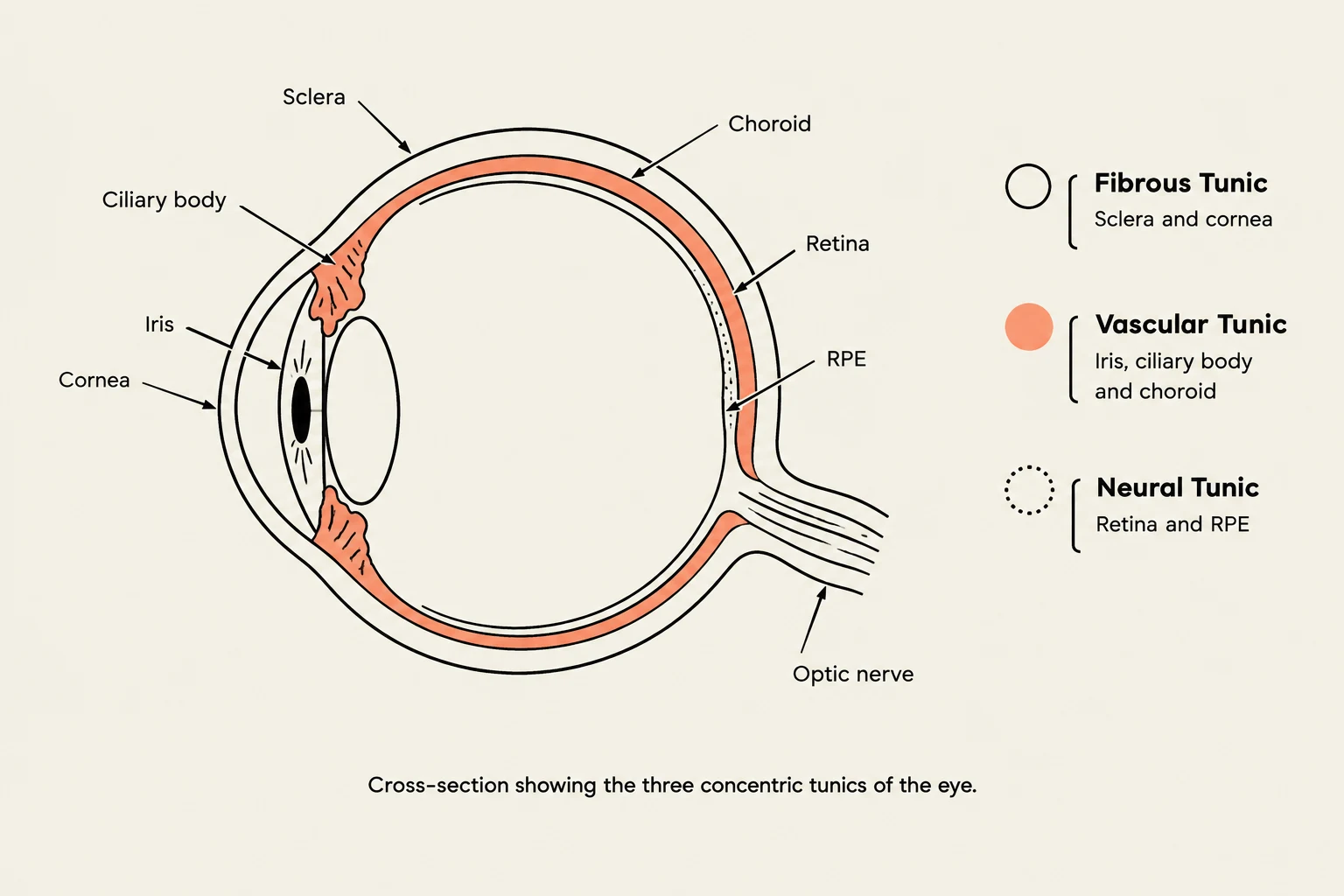 Cross-section showing the three concentric tunics of the eye.