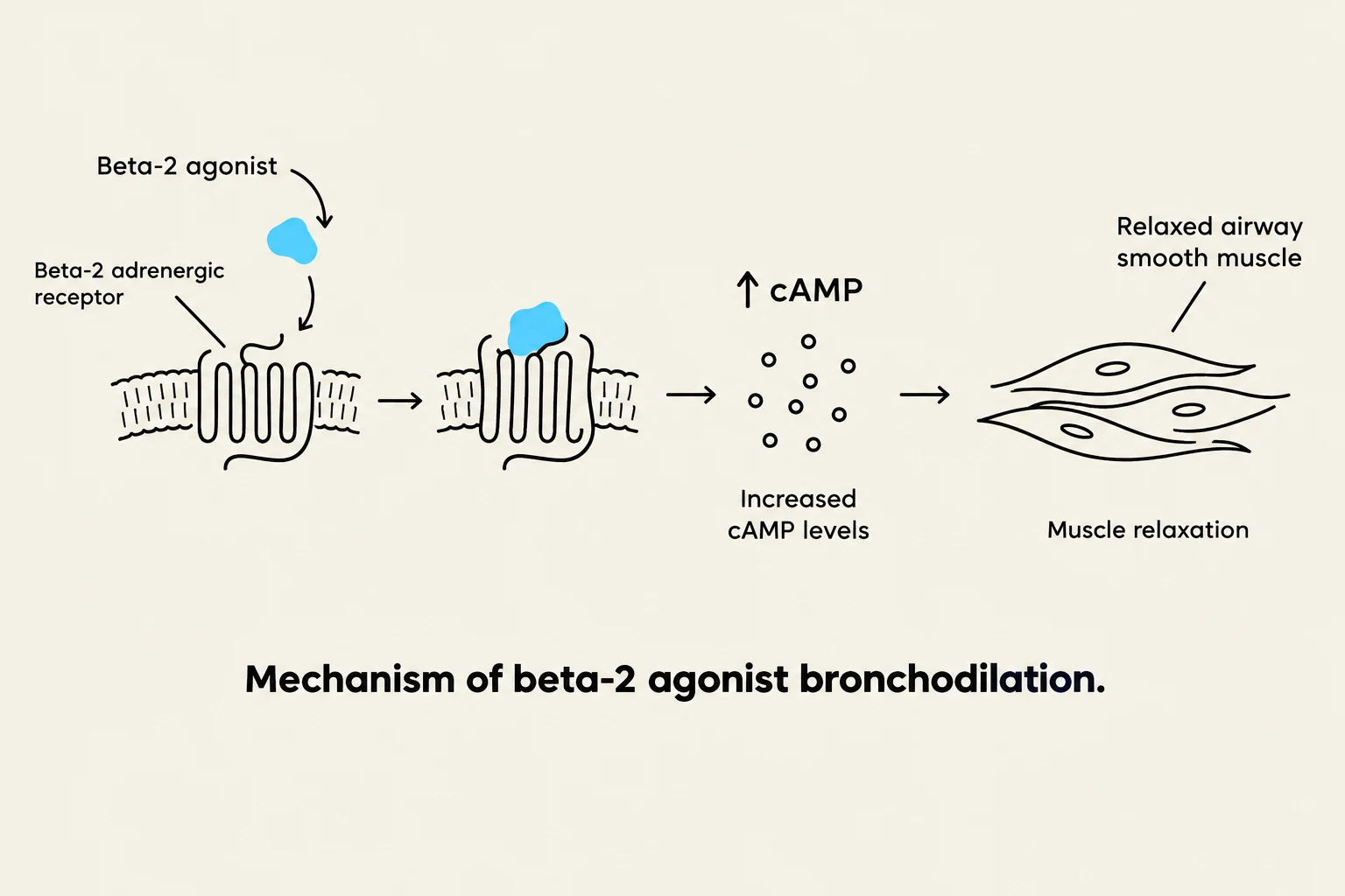 The diagram illustrates the mechanism of beta-2 agonist bronchodilation, showing how a beta-2 agonist binds to a beta-2 adrenergic receptor, leading to increased cAMP levels and subsequent muscle relaxation in the airways.